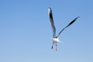 Obraz premium seagull in flight