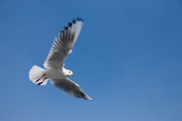 seagull in the sky