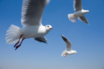 seagull flying in the sky