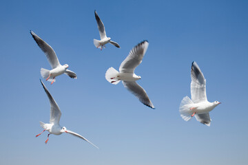 Fototapeta premium seagulls on the sky