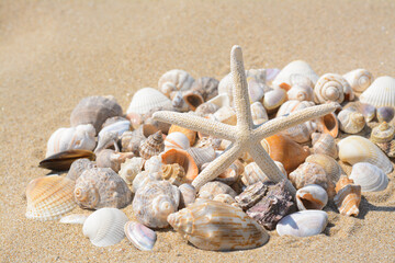 Beautiful starfish and sea shells on sand, closeup