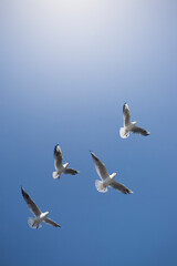 seagulls in flight