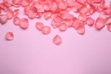 Beautiful rose flower petals on pink background, flat lay. Space for text