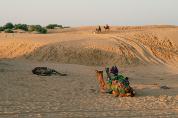 Cameleer taking tourists on camel to watch sun rise, at Thar desert, Rajasthan, India. Dromedary,...