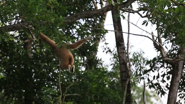 Gibbons are in the phylum of vertebrates. Primates are tailless apes. Gibbons are classified in the family, being on a tree swinging from a branch.
