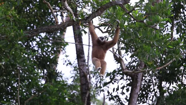 Gibbons are in the phylum of vertebrates. Primates are tailless apes. Gibbons are classified in the family, being on a tree swinging from a branch.