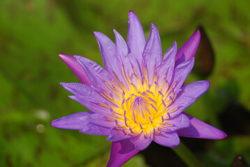 lotus flower in the garden