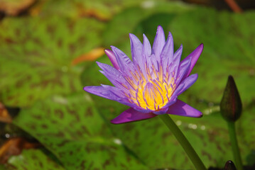 purple water lily