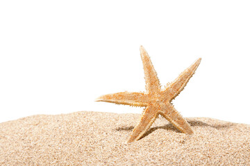 Close-up sea star on sandy beach
