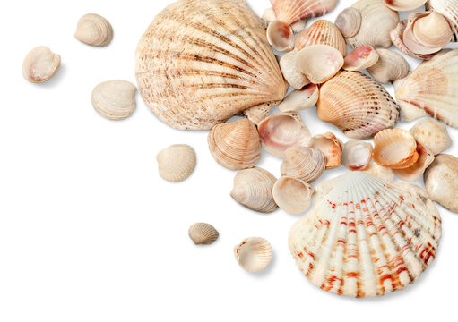 Close up of ocean shells isolated on white background