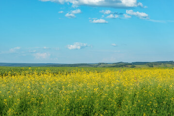Obraz premium agricultural crops, sown fields of yellow rapeseed on a clear summer day, selective focus