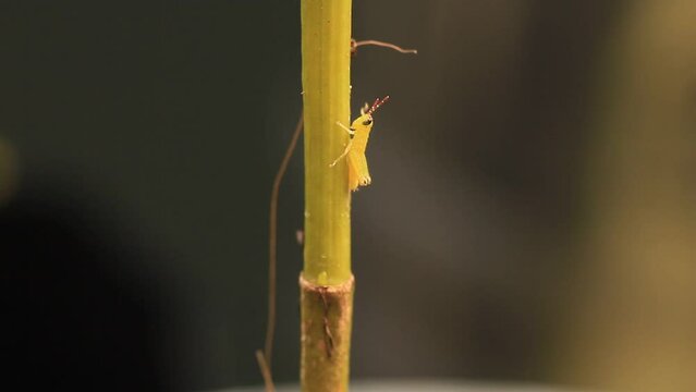 A new born grasshopper