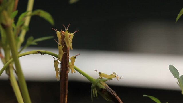 A new born grasshopper