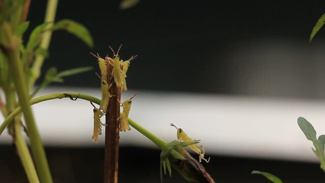 A new born grasshopper