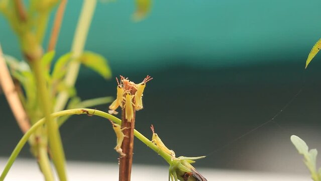A new born grasshopper