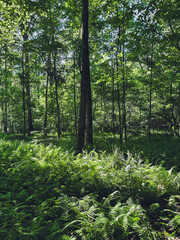 Obraz premium green forest in the morning