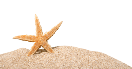 One Starfish isolated on  background.