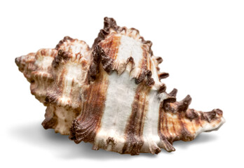 Conch Shell Isolated