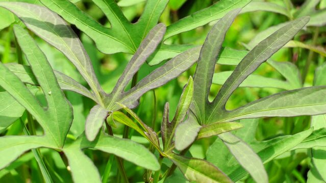 Sweet potatoes leave in the nature. Sweet potato leaves are medium to large in size and are cordate, or heart-shaped with pointed tips. Javanese call it "telo rambak"