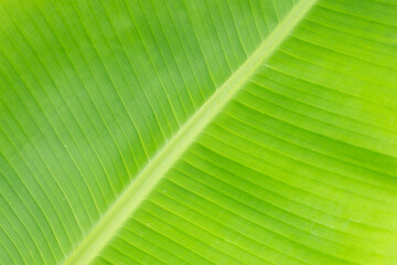Banana leaf for fresh green background.