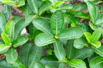 Adenium obesum plant. Green leaves