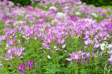 Cleome spinosa in the park