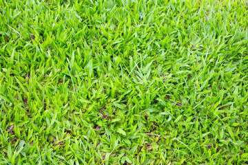 Fresh lawn grass. Beautiful green garden
