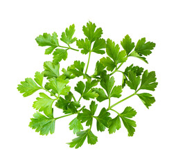 Parsley leaf isolated on transparent png