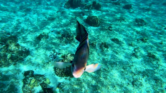 Following striped fish underwater turquoise underwater with clear view of coral reef in Caribbean Sea | colorful underwater life fishes swimming with people underwater video background