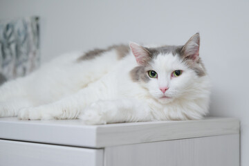 白い棚の上にリラックスしている白猫