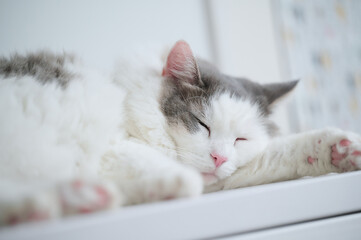 白い棚の上に寝ている白猫