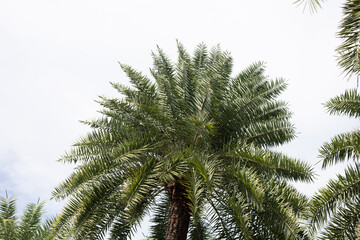 Date palm with blue sky