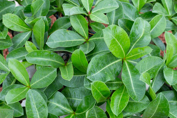 Adenium obesum plant. Green leaves