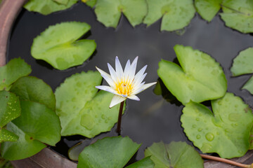 Beautiful blooming Nymphaea lotus flower with leaves, Water lily pot