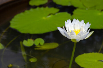Beautiful blooming Nymphaea lotus flower with leaves, Water lily pot