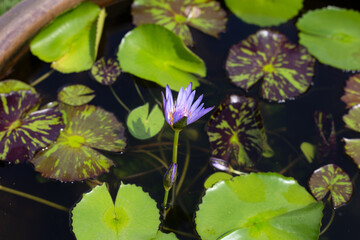 Beautiful blooming Nymphaea lotus flower with leaves, Water lily pot
