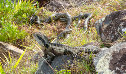 Water dragon watching carpet python snakes mating at South West Rocks, New South Wales, Australia.