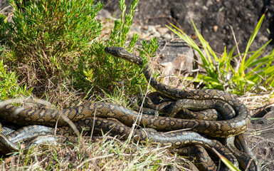 carpet python snakes mating at South West Rocks, New South Wales, Australia.
