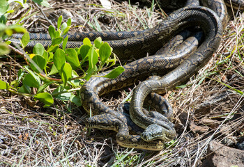 carpet python snakes mating at South West Rocks, New South Wales, Australia.