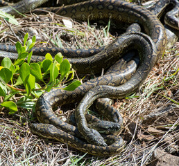 carpet python snakes mating at South West Rocks, New South Wales, Australia.