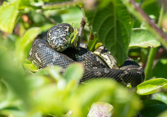 Baby carpet python snake at South West Rocks, New South Wales, Australia.