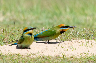 Rainbow bee eaters feeding on bees and butterflies