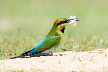 Rainbow bee eaters feeding on bees and butterflies