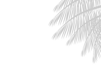 Silhouette of palm leaves or coconut leaves right side. Natural pattern, light gray shadow. Copy space. For advertisements, business cards, brochures and white backgrounds.