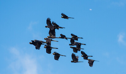 Flock of yellow tailed black cockatoos on the north coast of New South Wales, Australia.