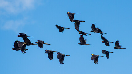 Fototapeta na wymiar Flock of yellow tailed black cockatoos on the north coast of New South Wales, Australia.