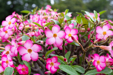 Adenium obesum flowers. Green leaves