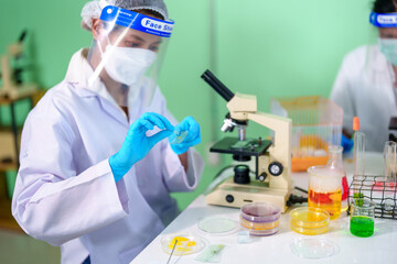 Fototapeta premium Modern Medical Research Laboratory: Stem cell researcher working in laboratory Study on Stem Cells on the Stereo microscope view in laboratory , Advanced Scientific Lab for Medicine, Biotechnology.