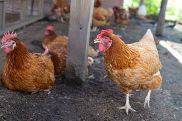 Hens in the chicken farm. Organic poultry house.