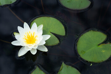 Beautiful blooming Nymphaea lotus flower with leaves, Water lily pot